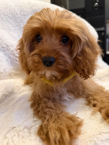 Cavapoo Puppies