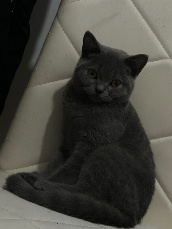 Ares