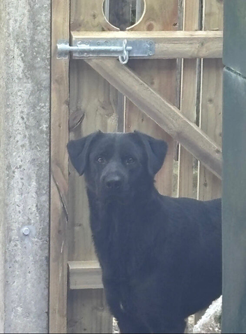 Lab cross
