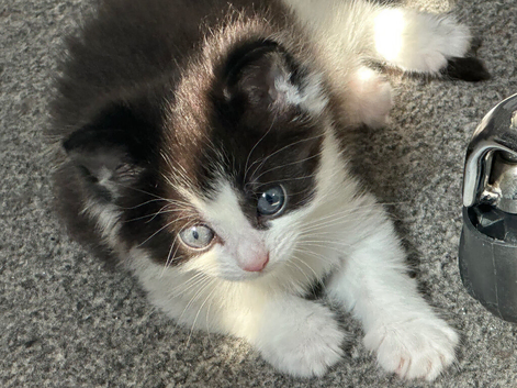 Beautiful Siberian Kitten & Mother Availabl
