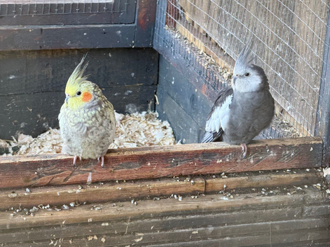 Rehome any birds