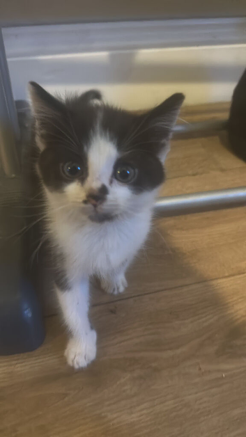 Beautiful kitten