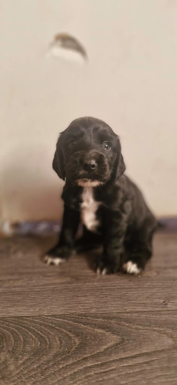 Kc cocker spaniel puppy