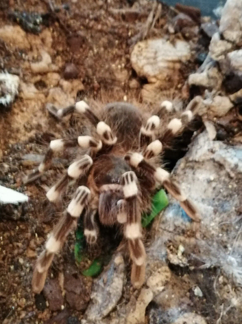Triumphtarantulas
