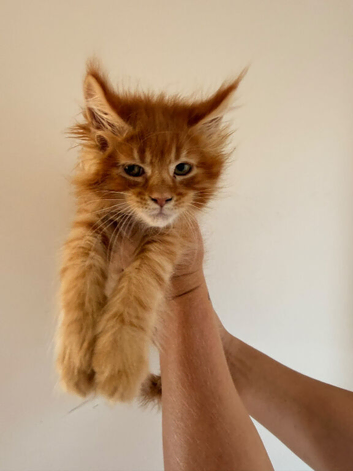 Beautiful tica reg Maine coon kittens.