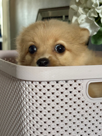 Ready female Pom