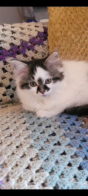 Siberian cross female kitten