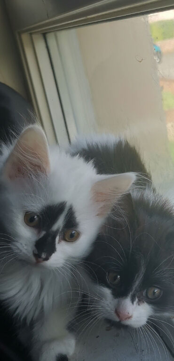 8 week old kittens