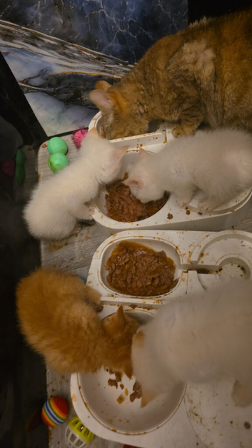 Selling beautiful British Scottish mixed baby's