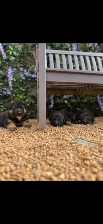 Beautiful Family-Raised German Shepherd Puppies