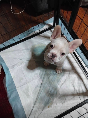 2 male french bulldog