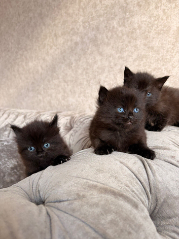 3 Gorgeous Kittens