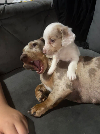 Isabella pied male miniature dachshund