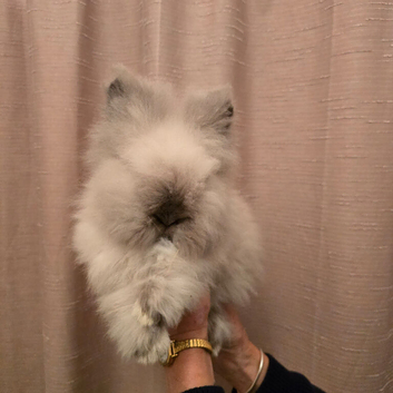 Double mane lionheads for sale