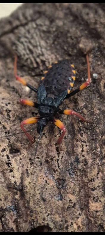 Psyttala horrida (horrid king assassin bug)