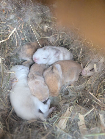 Mini lop X Netherland dwarf bunnies