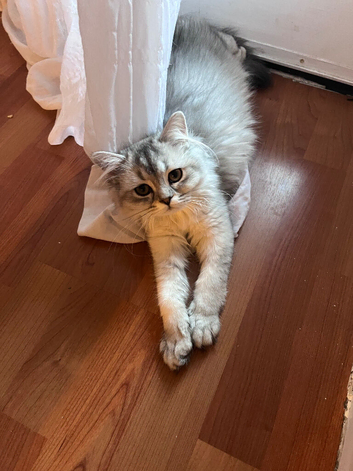 Beautiful 4‑Month‑Old Kittens - Ready for New Homes