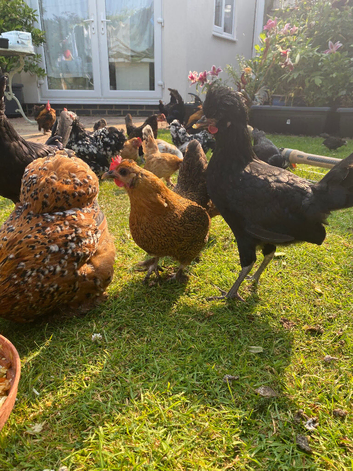 For sale serama x pekin bantams