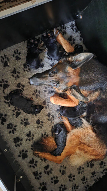 KC Registered German Shepherd Puppies