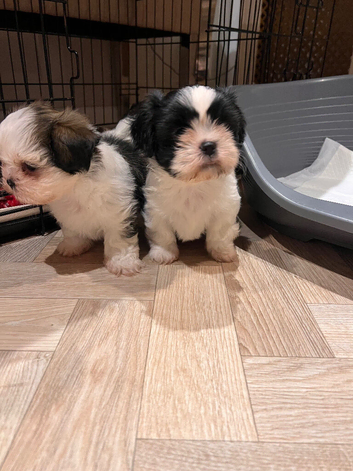 Shih tzu X Lhasa apso