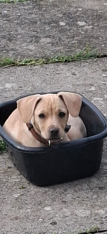 Puppy