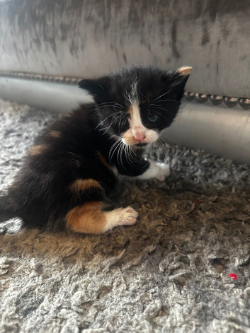 Kittens