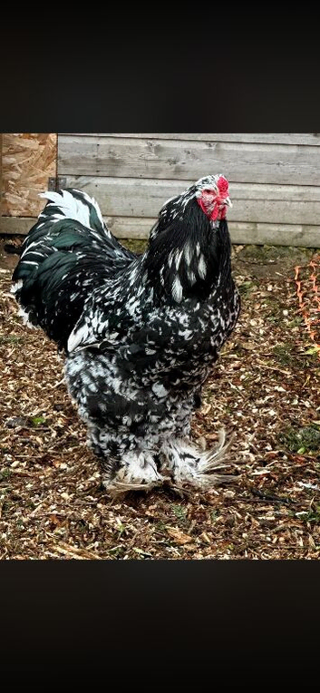 Black mottled LF Brahma chicks