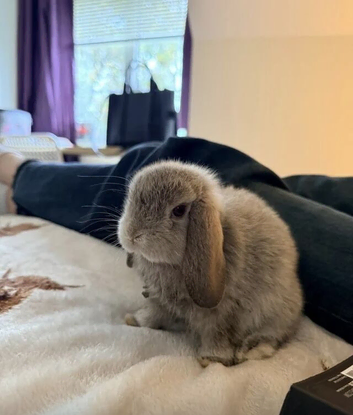 Friendly, house rabbit