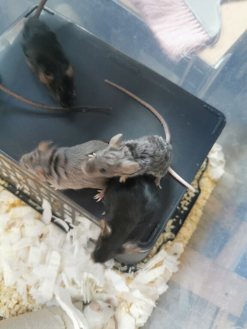 Fancy mice