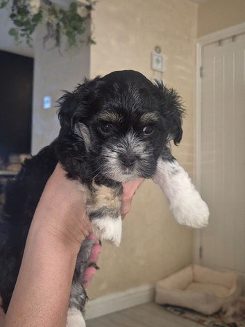 One beautiful morkie   boy left