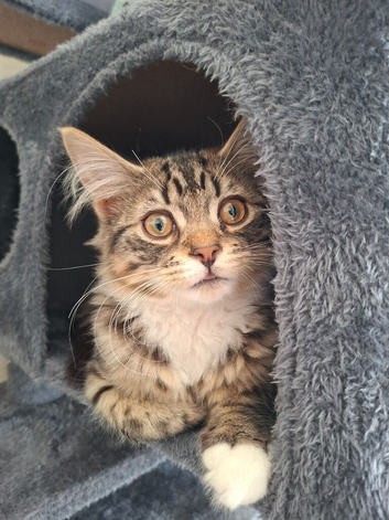 Male 7 month old kitten