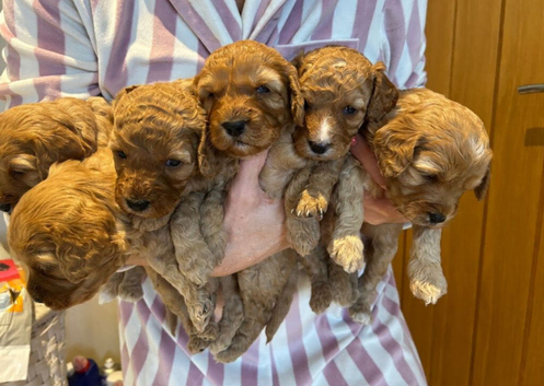 Beautiful Cavapoo Puppies Looking for Forever Homes