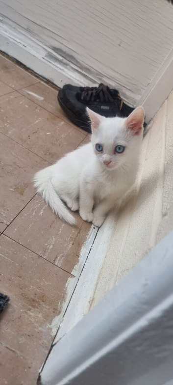 white cats of the breed Turkish Angora