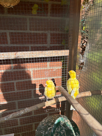 2 canaries for sale