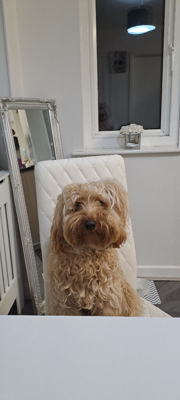 I&rsquo;m Reggie and looking for a loving home I can&rsquo;t be around children or other animals