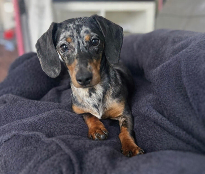 Mini dachshund