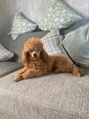 Kc Health Tested Red Toy Poodle At Stud