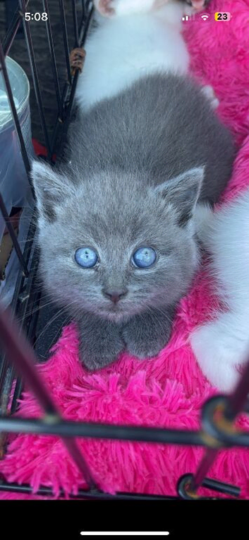 Adorable fluffy kittens looking for new home