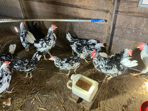 Exchequer leghorns