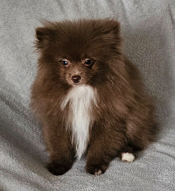 READY TO LEAVE NOW KC BOY POMERANIAN