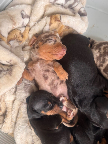 Miniature Dachsund puppies