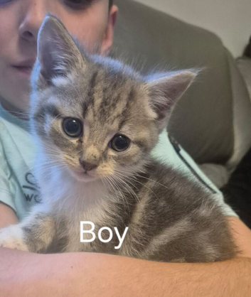 Beuitfull kittens ready for the forever home.