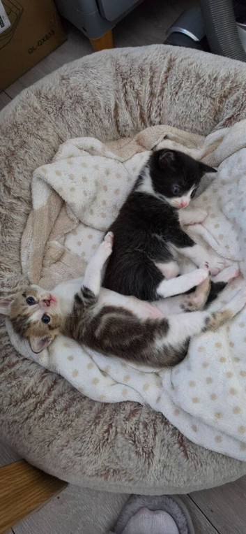 Beautiful Kittens Looking for Loving Homes!