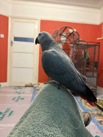 African grey parrot female