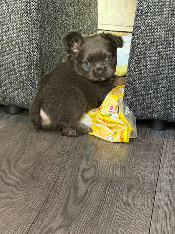 French bulldog puppies