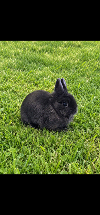 Blue Netherland Dwarf Doe