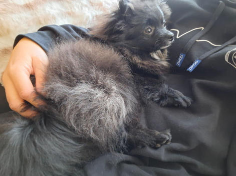 Girl pomeranian