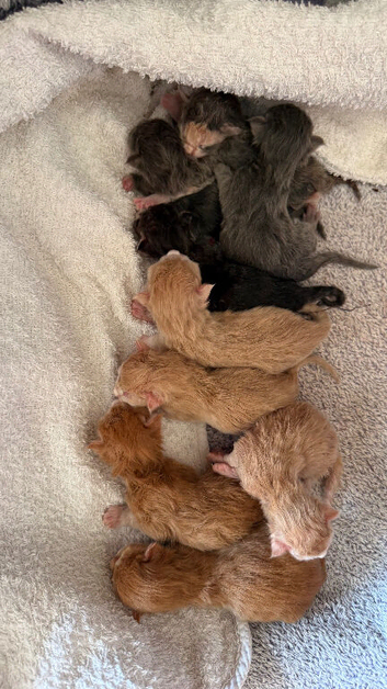Maine Coon Babies