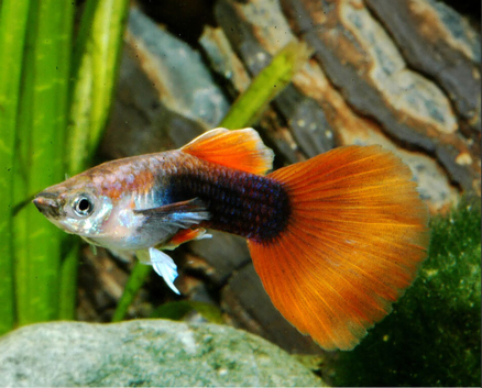 Mixed guppies