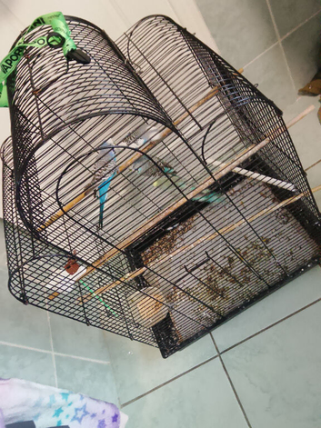 4 boy bugies with cage 12 week old